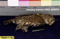 藏品(鵂鶹)的圖片